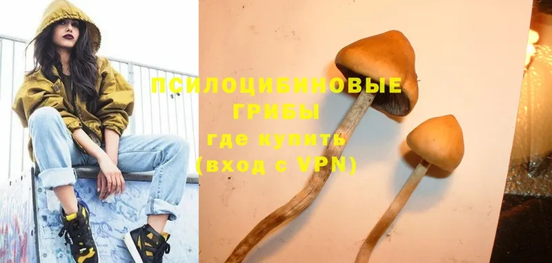 Псилоцибиновые грибы Psilocybine cubensis  Менделеевск 